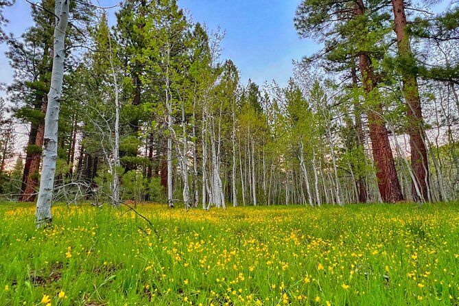 Bike Rental in South Lake Tahoe - Booking and Availability