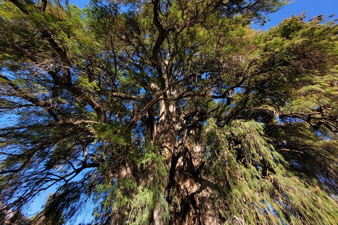 Bike Ride to the Largest Tree in the World - Frequently Asked Questions