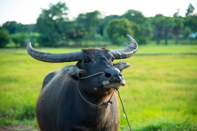 Bike the Siem Reap Countryside With Local Expert - Highlights of the Tour