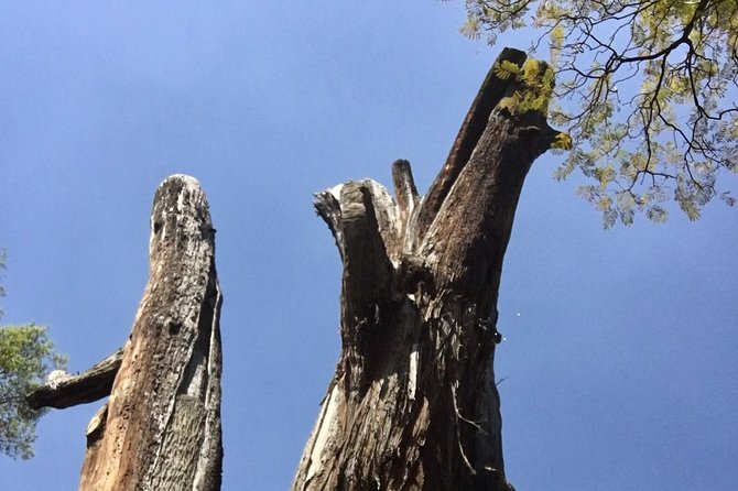 Bike Tour in Mexico City - Reviews