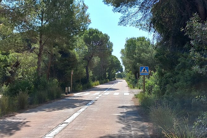 Bike Tour to Albufera Lake: Private Half Day - Meeting and Pickup