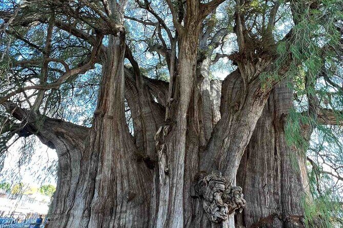 Bike tour to the Tule Tree and the Gastronomic Market - Practical Details and Tips