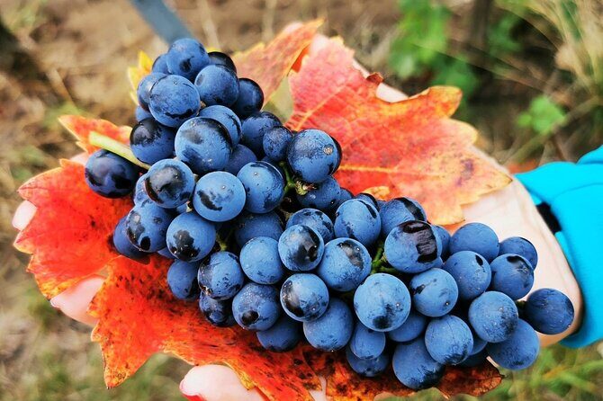 Bike & Wine tour in Dealu Mare wineland - Introduction