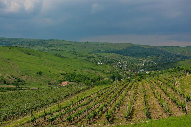 Bike & Wine tour in Dealu Mare wineland - Who Would Love This Experience?