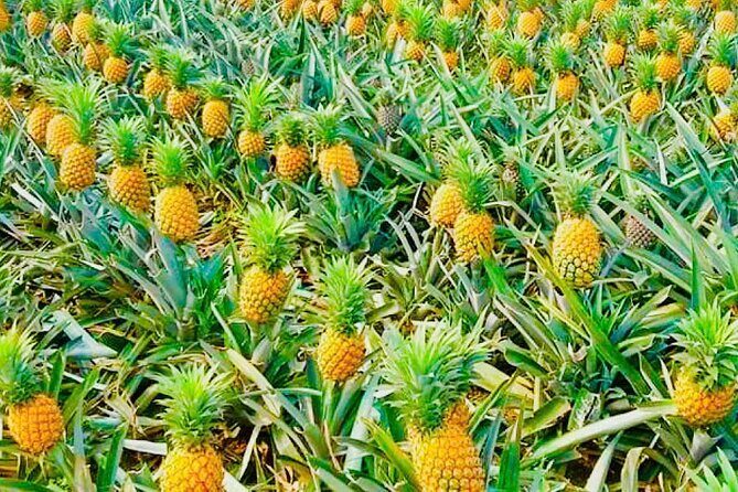 Biking Tour in The Pineapple Villages - Understanding the Tour Journey