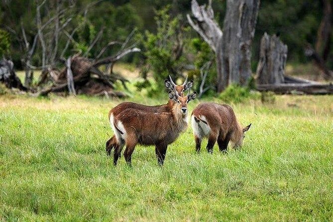 Biking Tour to Hells Gate National Park and Optional Boat Ride From Naivasha - Pricing and Booking