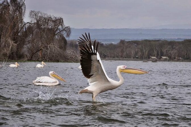 Biking Tour:Lake Naivasha And Hells Gate 1 Day Trip - Pickup Details