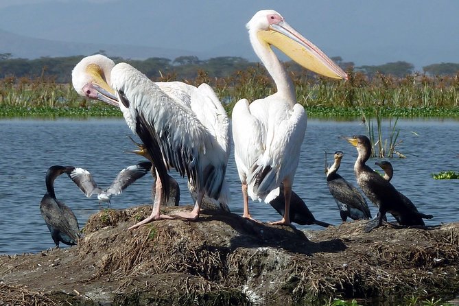 Biking Tour:Lake Naivasha And Hells Gate 1 Day Trip - Booking Process
