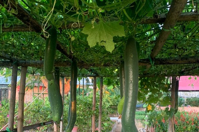 Biking,Cam Thanh Basket Boat Ride,Cooking Class In Tra Que - Thrilling Cam Thanh Basket Boat Ride