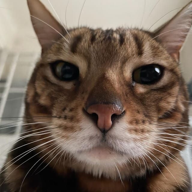 Bilbao: 30-Minute Entry Ticket to a Cat Café - Good To Know