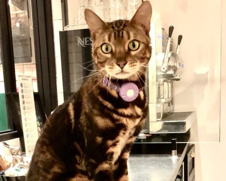 Bilbao: 30-Minute Entry Ticket to a Cat Café - Therapeutic Benefits of Cat Interaction