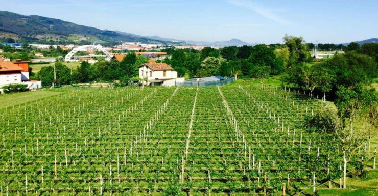 Bilbao: Guided Txacoli Wine Tasting - Booking Information