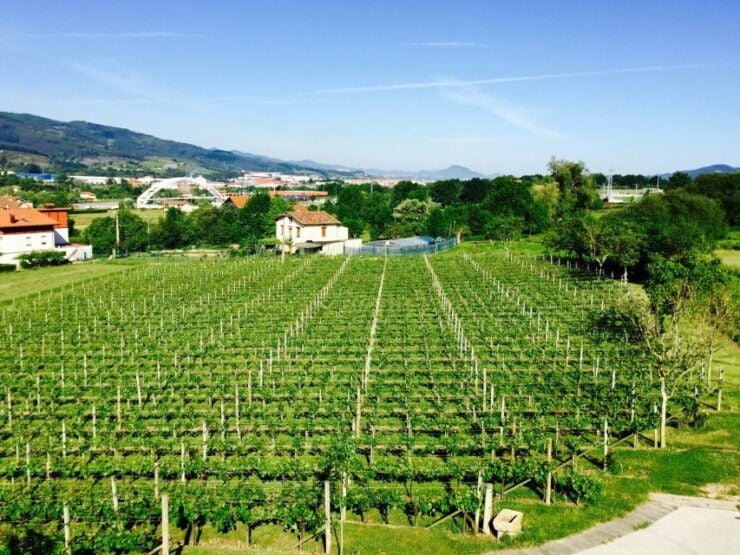 Bilbao: Guided Txacoli Wine Tasting - Experience Highlights