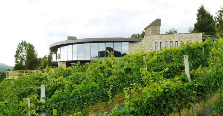 Bilbao: Organic Winery Visit With Tasting - Experience