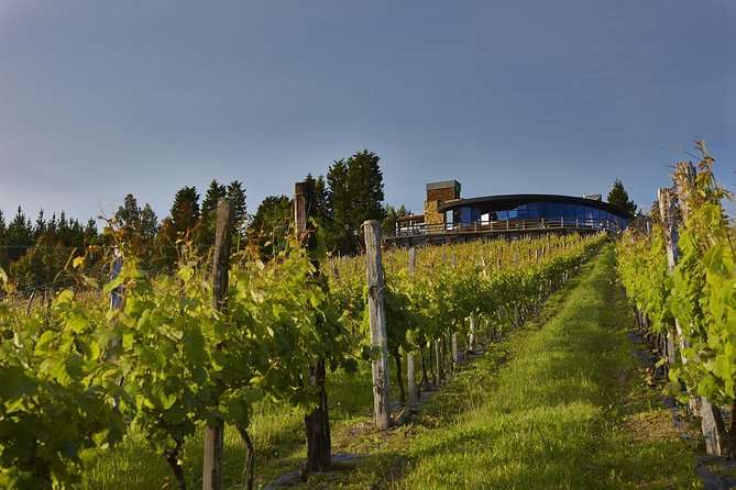 Bilbao Txakoli Wine Tour - What To Expect