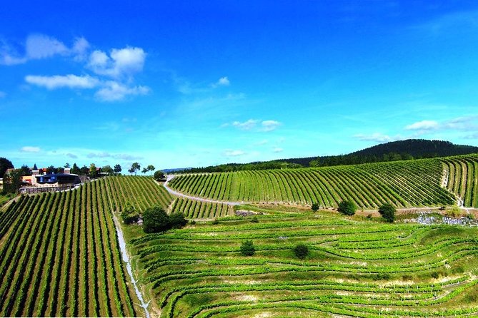 Bilbao Txakoli Wine Tour - Additional Information