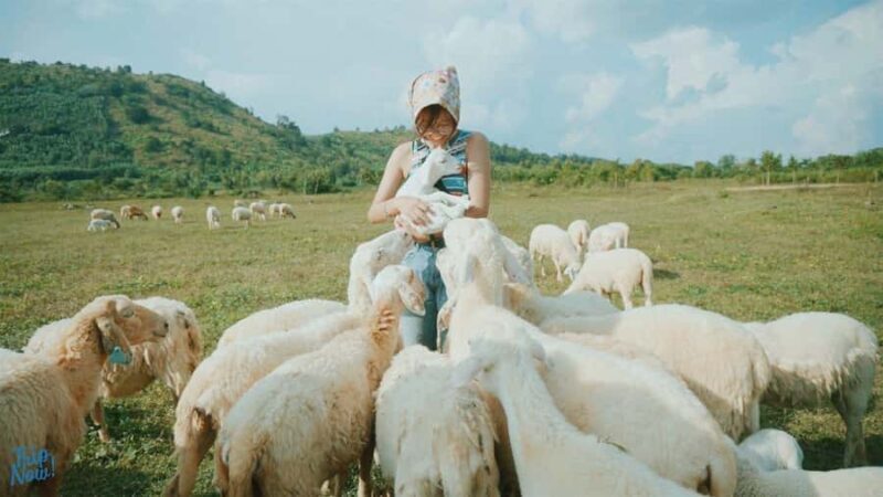 Binh Lap Tour Hang Rai - Sheep Field - Vinh Hy -Grape Garden - Exploring the Itinerary in Detail
