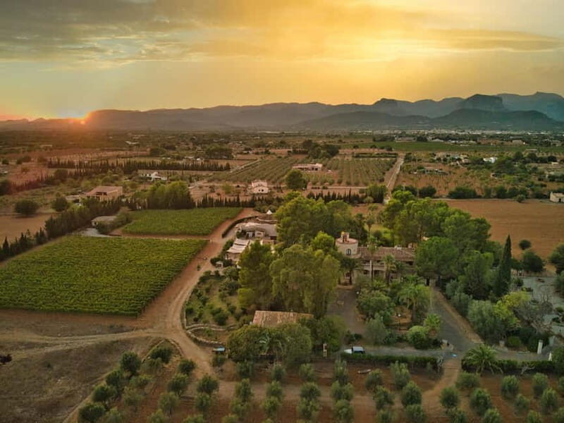 Binissalem: Individual vineyard tour and wine tasting in German - Exploring the Itinerary: What You Can Expect