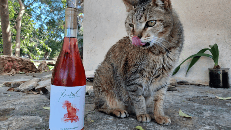 Binissalem: Individual Vineyard Tour and Wine Tasting - Good To Know