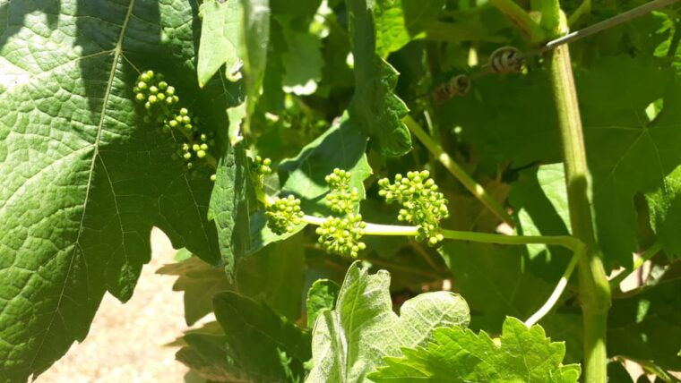 Binissalem: Individual Vineyard Tour and Wine Tasting - Meeting and Directions