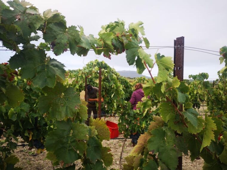 Binissalem: Individual Vineyard Tour and Wine Tasting - Booking Information