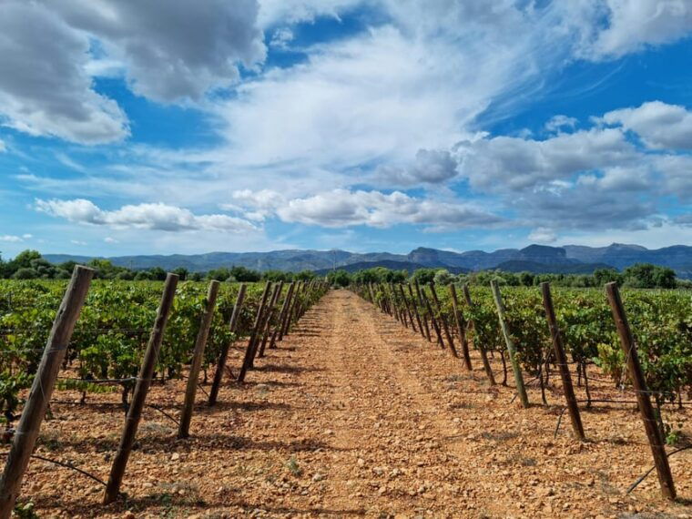 Binissalem: Individual Vineyard Tour and Wine Tasting - Exploring Binissalem