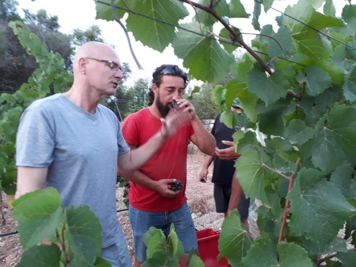 Binissalem: Individual Vineyard Tour and Wine Tasting - Pairing Mallorcan Wines