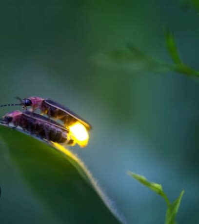 Bintan Fireflies Tour by Taxi Bintan Island - Timing, weather, and the chance of seeing fireflies