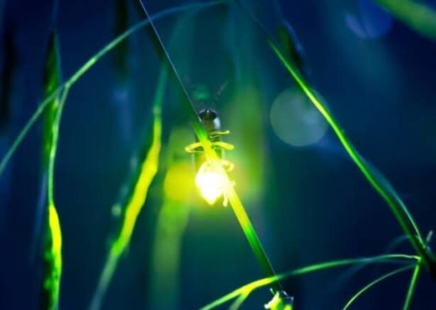 Bintan Fireflies Tour by Taxi Bintan Island - Price and what you get for it