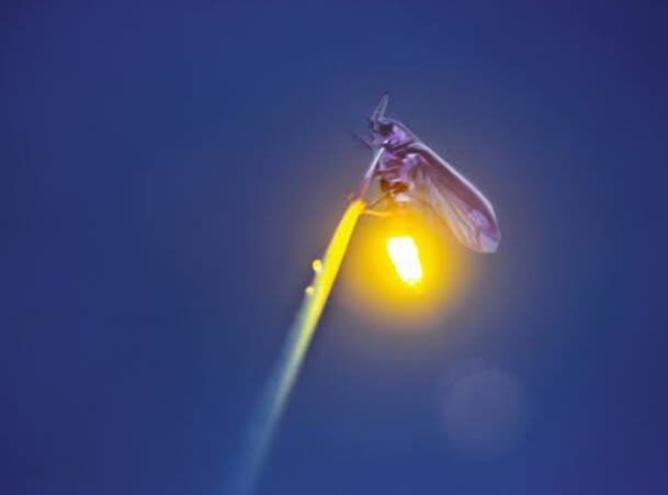 Bintan Fireflies Tour by Taxi Bintan Island - Who will enjoy this outing most
