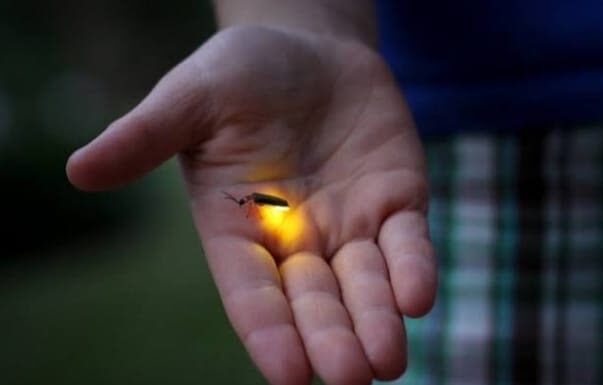 Bintan Fireflies Tour by Taxi Bintan Island - Booking and practical details