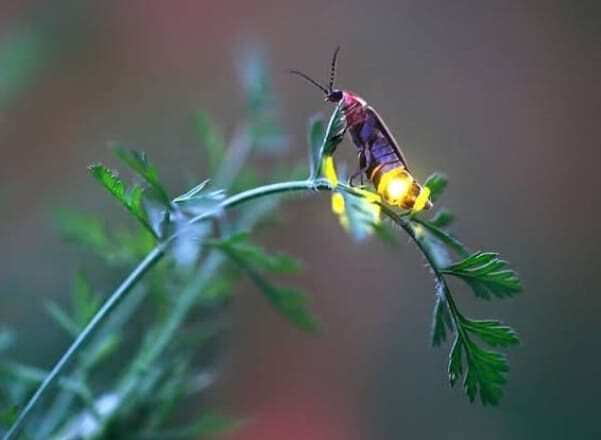 Bintan Fireflies Tour by Taxi Bintan Island - Should you book the Bintan Fireflies Tour?