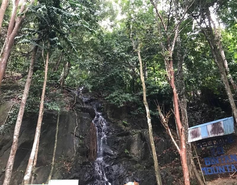 Bintan Hiking Challenge with Lunch - Forest details make the climb more than a workout