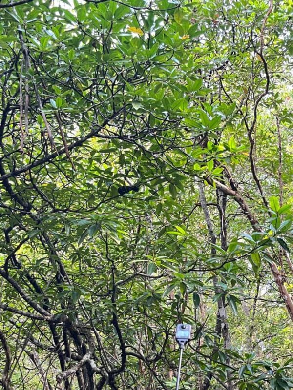 Bintan Island : Mangrove Or Fireflies Tour - Good To Know