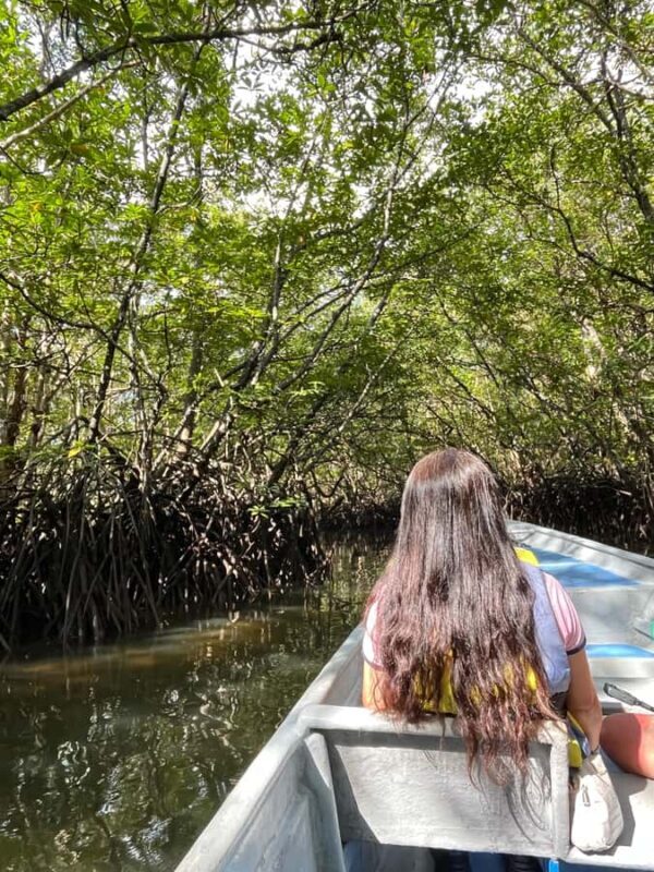 Bintan Island : Mangrove Or Fireflies Tour - An Insightful Tour Through Nature’s Hidden Corners