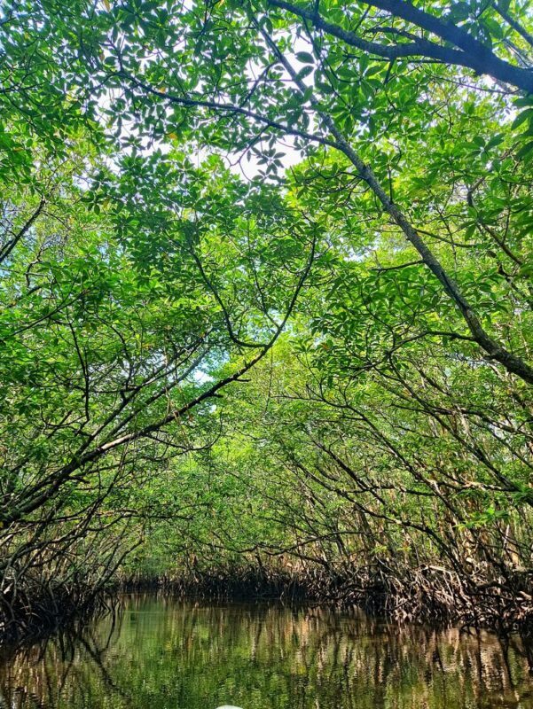 Bintan Mangrove / Fireflies Tour / blue lake / Snorkling / Massage - How the day is put together