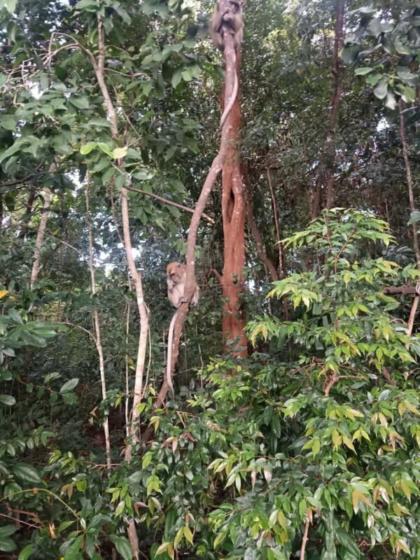 Bintan : Mangrove or Fireflies Tour - Good To Know