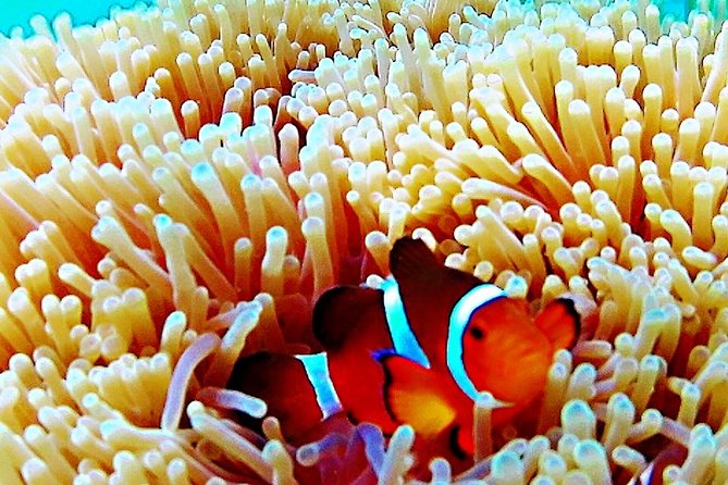 Bintan Private Guided Trikora Beach Snorkeling Trip  - Lagoi - Trip Details