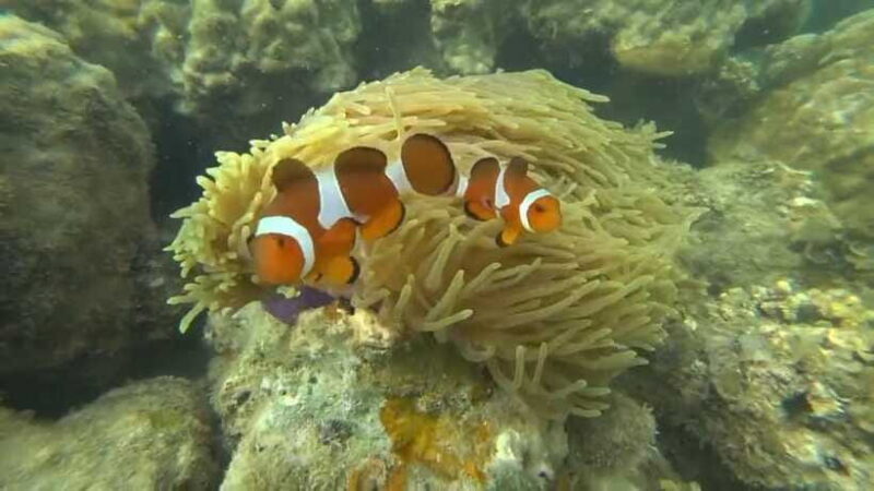 Bintan Snorkeling - The Downsides and Considerations