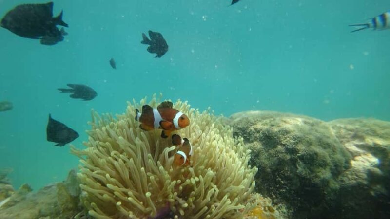 Bintan Snorkeling - Who Is This Tour Best For?