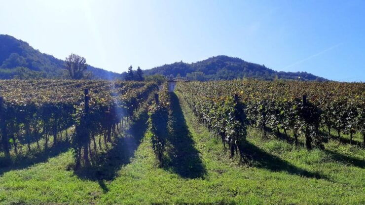 Biodynamics Vineyard Tour and Tasting at Al Di Là Del Fiume - Good To Know