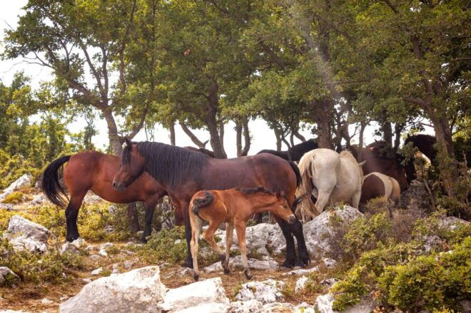 Biokovo Skywalk Jeep Tour: Ultimate Mountain Views - Preparation and Recommendations