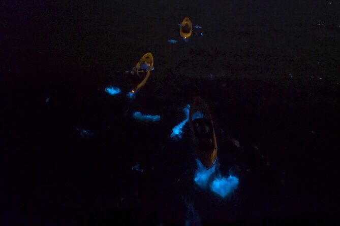 Bioluminescence Kayak Tour - Tips and Recommendations