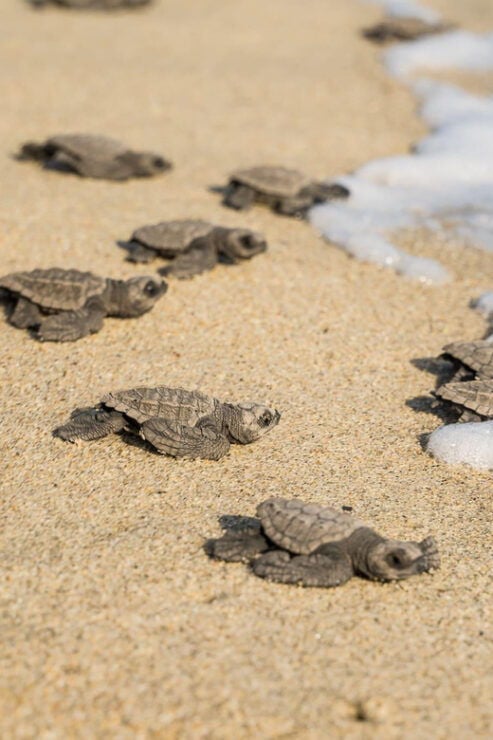 Bioluminescence & Turtle Release From Huatulco or Puerto Escondido - Turtle Release Experience
