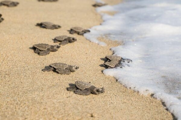 Bioluminescence & Turtle Release From Huatulco or Puerto Escondido - Frequently Asked Questions
