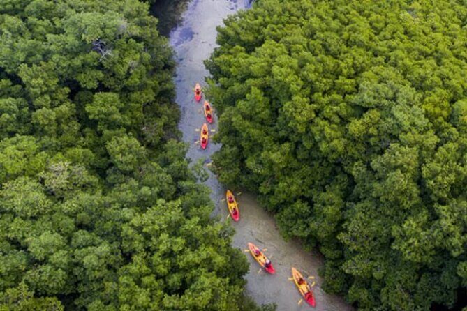 Bioluminescent Bay Kayak Tour in Fajardo Puerto Rico - Who Will Love This Tour?