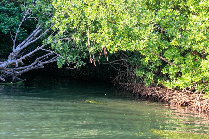 Bioluminescent Bay Night Kayaking, Laguna Grande, Fajardo - Meeting and Pickup Information