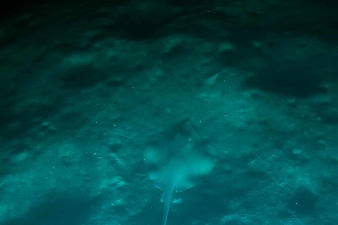 Bioluminescent Comb Jelly & LED Kayak / Paddle board Excursion - Good To Know  