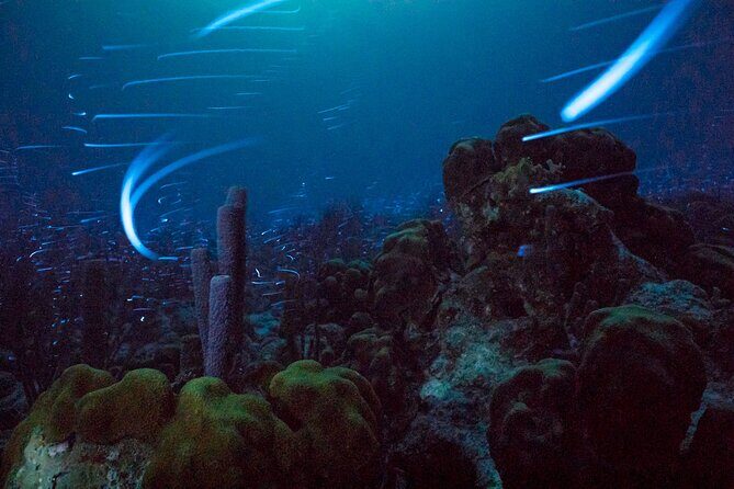 Bioluminescent Night Snorkeling - Good To Know