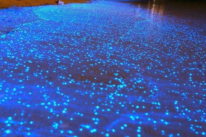 Bioluminescent Night Tour - Traveler Photos and Experiences